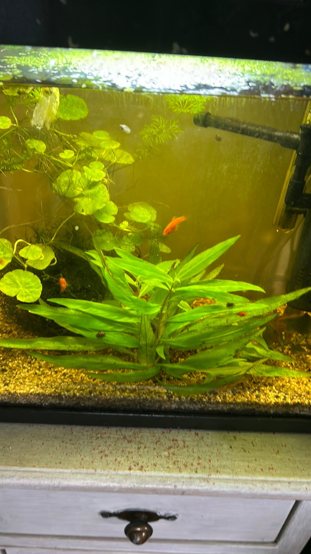 Platys te koop 0,25 perstuk, Dieren en Toebehoren, Vissen | Aquariumvissen, Vis