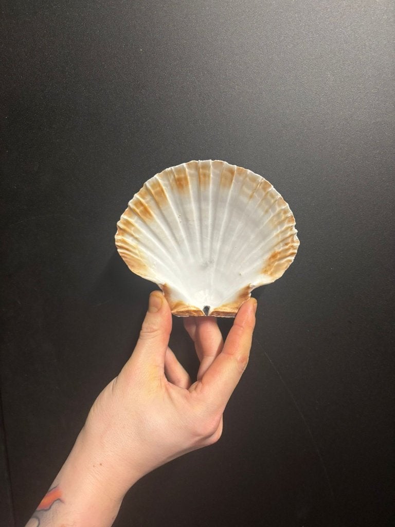 Coquille schelpen, Ophalen of Verzenden, Zo goed als nieuw