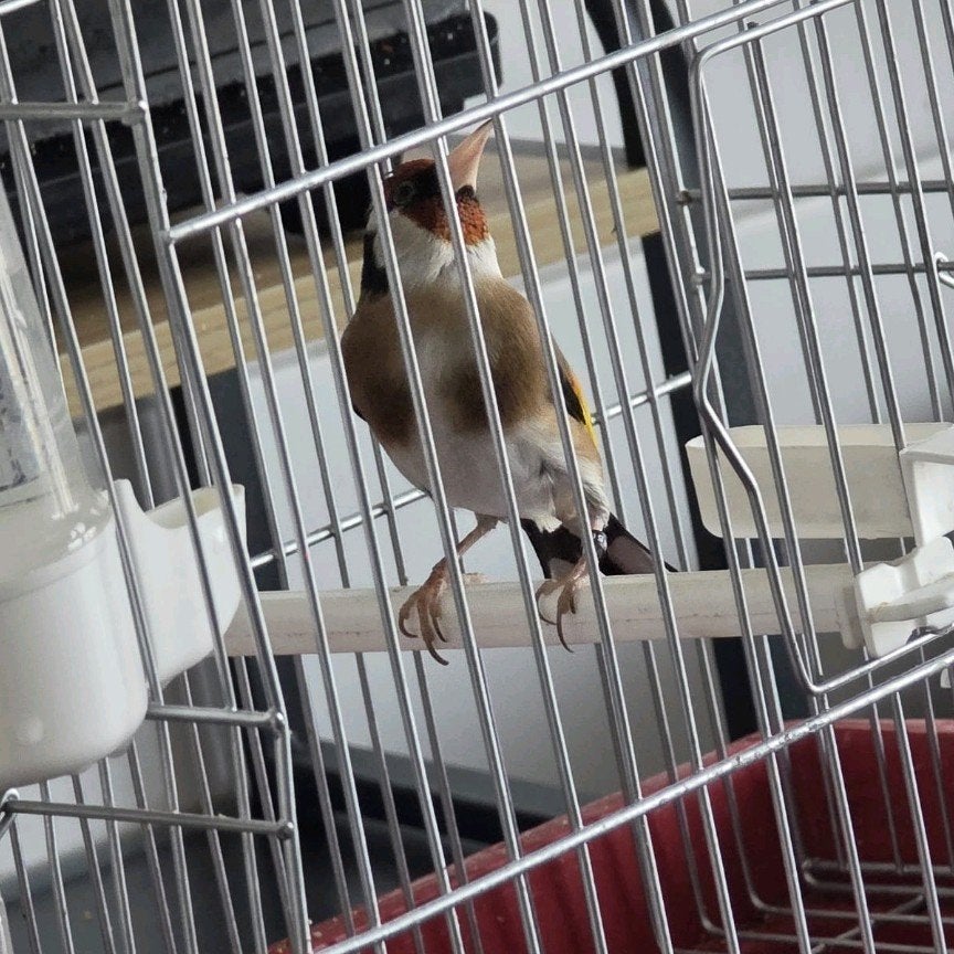 parva putter Man 2025, Mannelijk, Wildzangvogel, Geringd