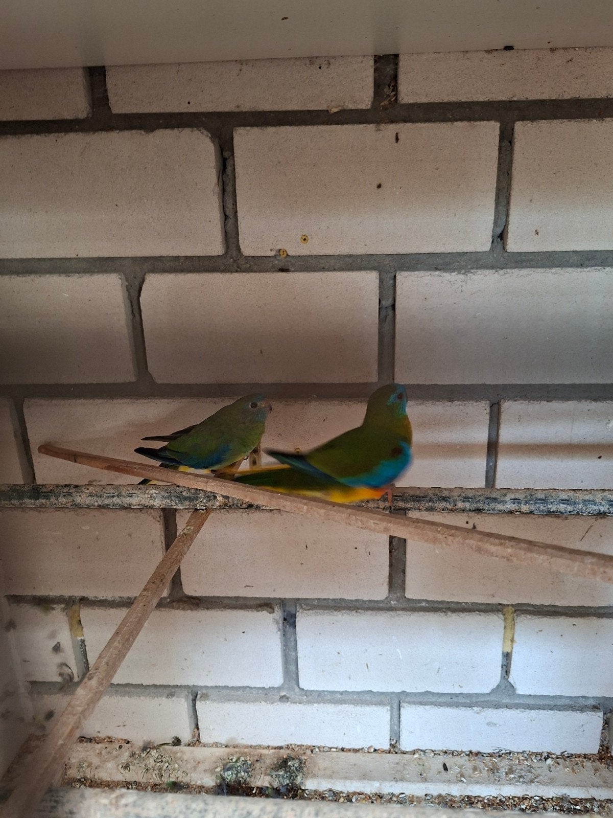 Turquoisines jong koppel geelbuik, Meerdere dieren, Parkiet