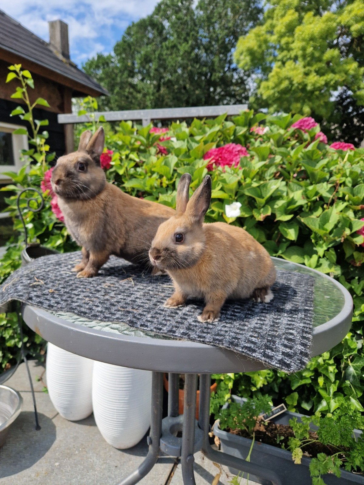 Lotharinger Dwerg Voedster (vrouwtje) met dochter, Vrouwelijk, Dwerg