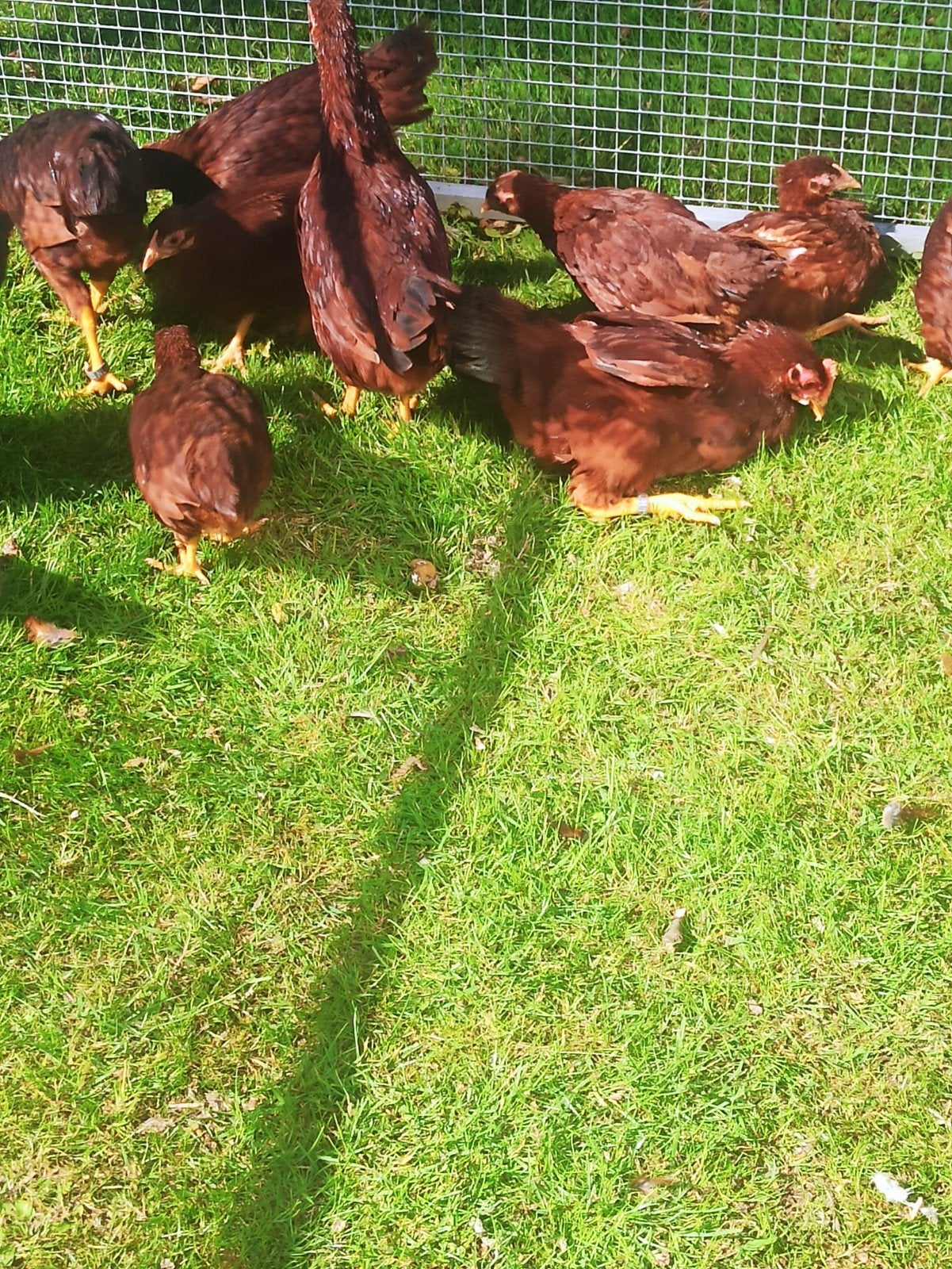 Rhode Island Red kriel ruilen?, Dieren en Toebehoren, Pluimvee, Kip, Meerdere dieren