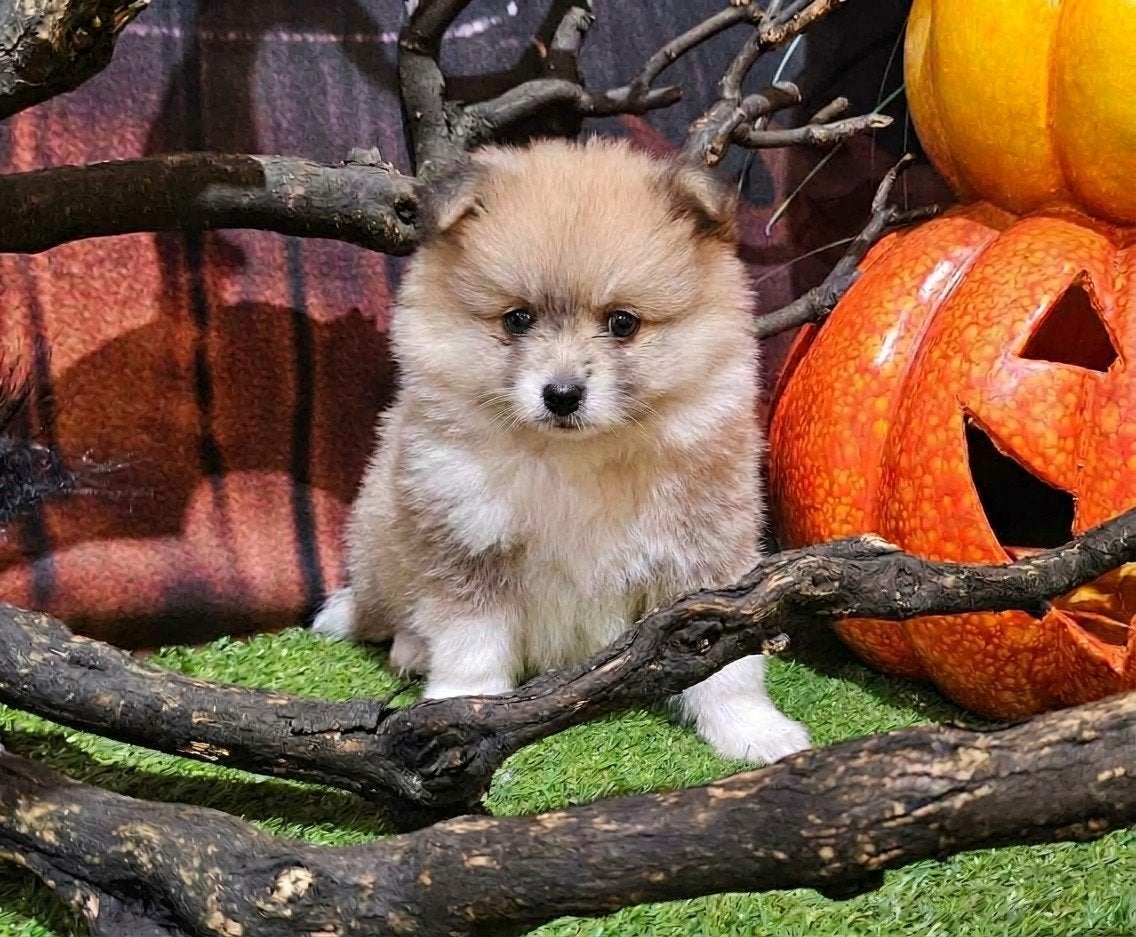 Pomeriaan x Sheltie, Dieren en Toebehoren, CDV (hondenziekte), 8 tot 15 weken, Meerdere, Meerdere dieren