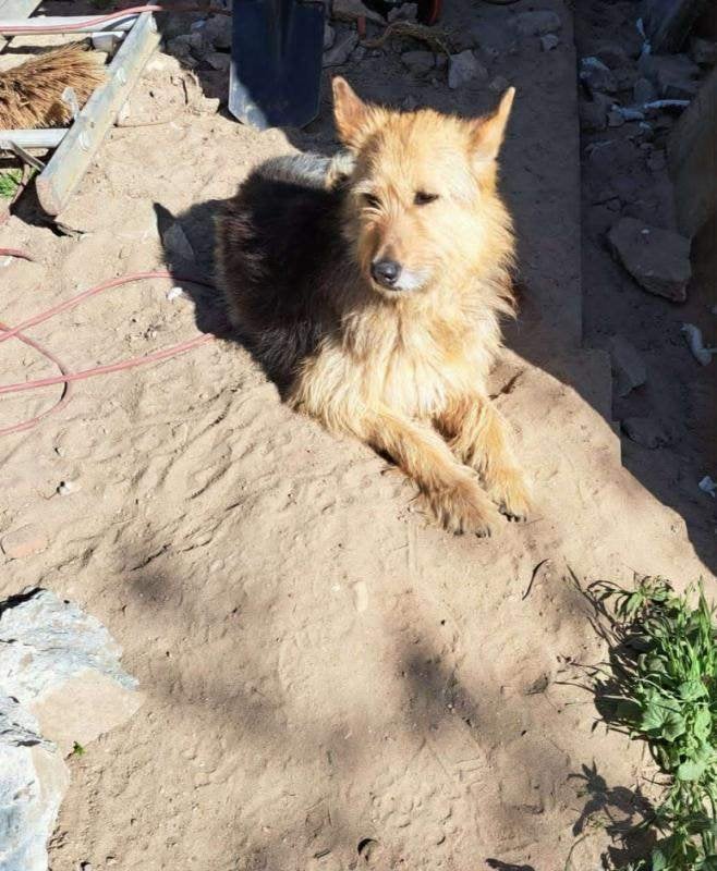Spoed! Oman te bezoeken nabij Gennep, 6 jaar of ouder, Reu, Parvo, Eén hond