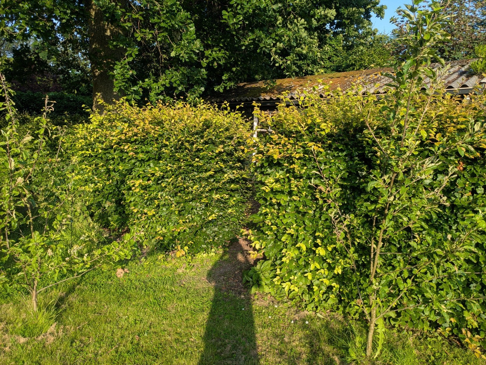 Gratis Beukenhaag - 6 meter lang, 1,5m hoog, Volle zon, Vaste plant, Bloeit niet, Ophalen
