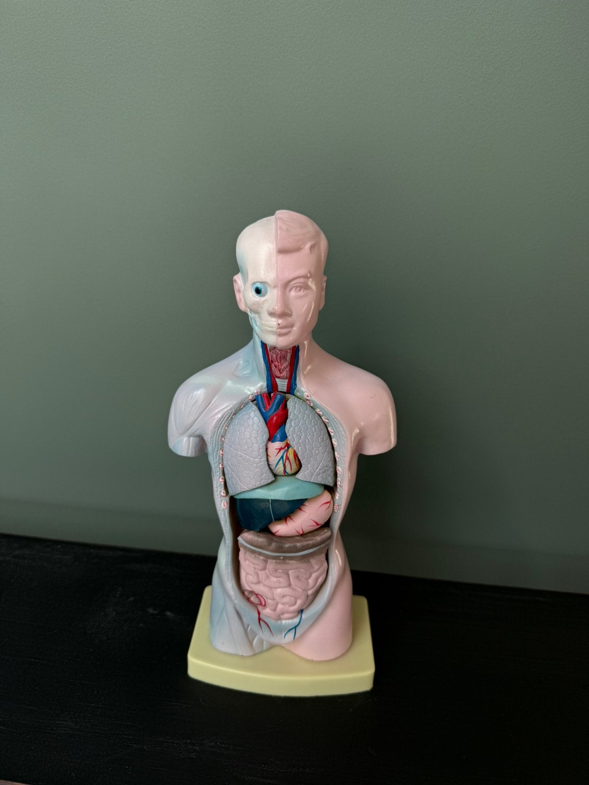 Anatomisch torso model 25 cm met uitneembare organen, Ophalen, Gebruikt