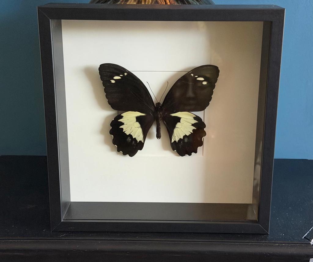 Geprepareerde grote vlinder in een 3d lijst, Ophalen of Verzenden, Insect, Opgezet dier