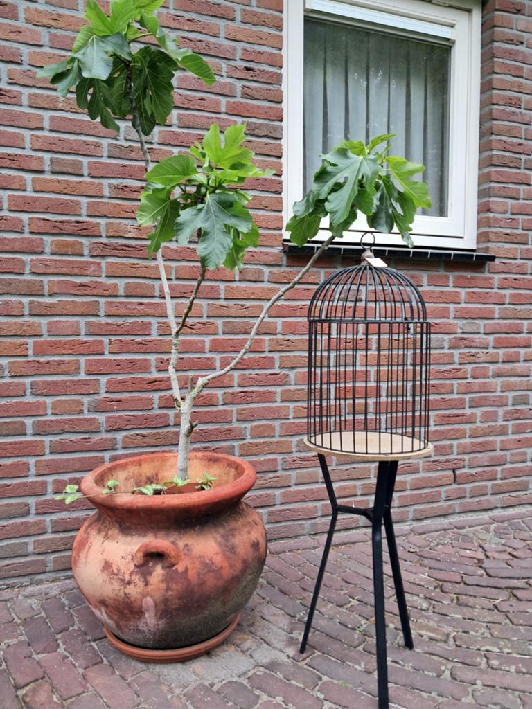 Leuke vogelkooi met standaard voor deco, nieuw met prijskaar, Ophalen of Verzenden, Nieuw