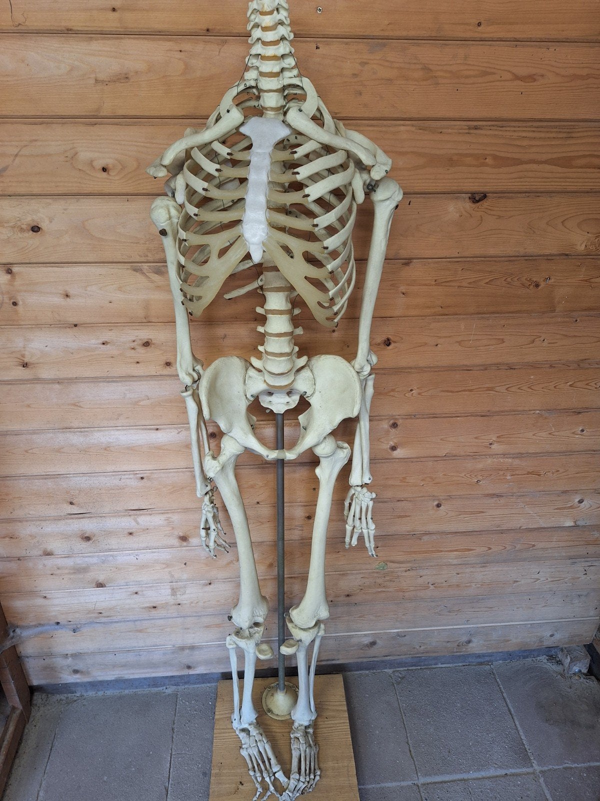 Anatomie skelet menselijk lichaam, Diversen, Schoolbenodigdheden, Ophalen of Verzenden
