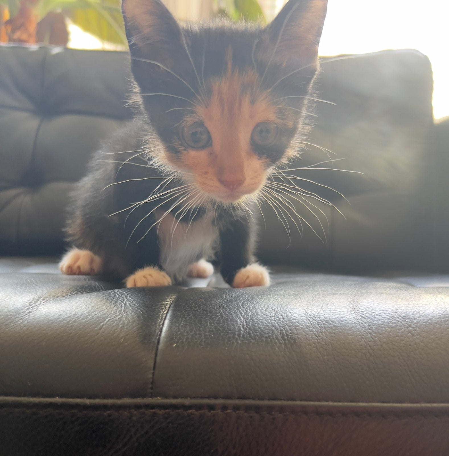 5 kittens , 5 poezen ( vrouwelijk ), Poes, 0 tot 2 jaar