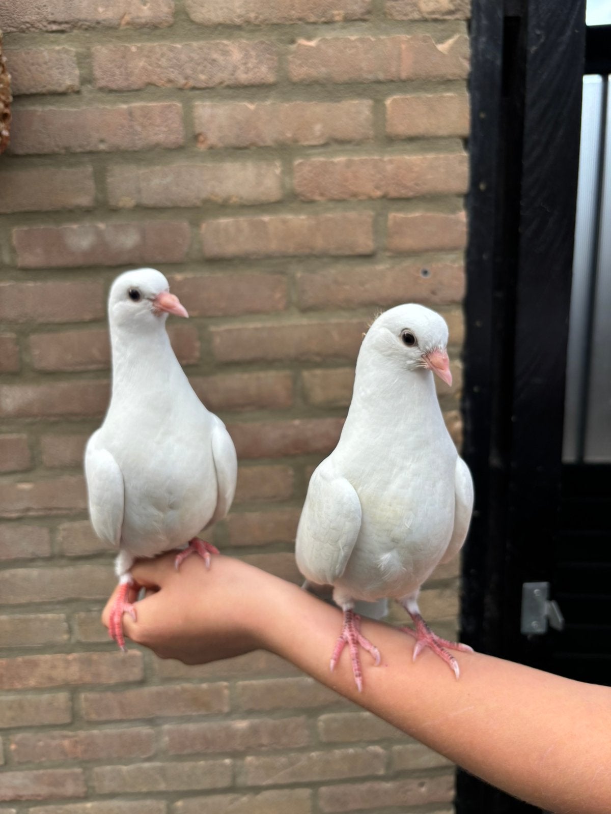 Duiven, Dieren en Toebehoren, Vogels | Duiven, Meerdere dieren, Overige soorten