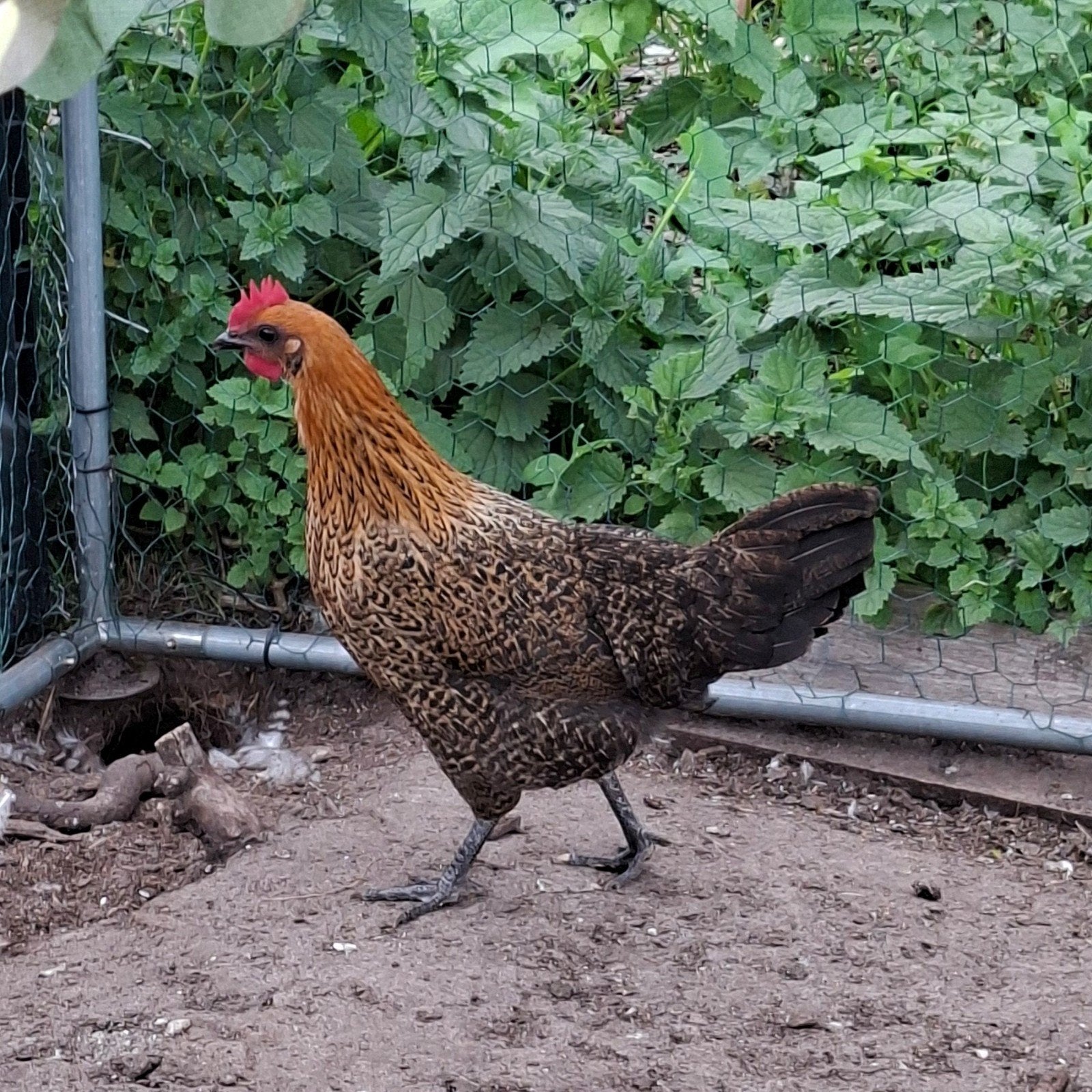 Kempisch hoender toom, Dieren en Toebehoren, Meerdere dieren, Kip