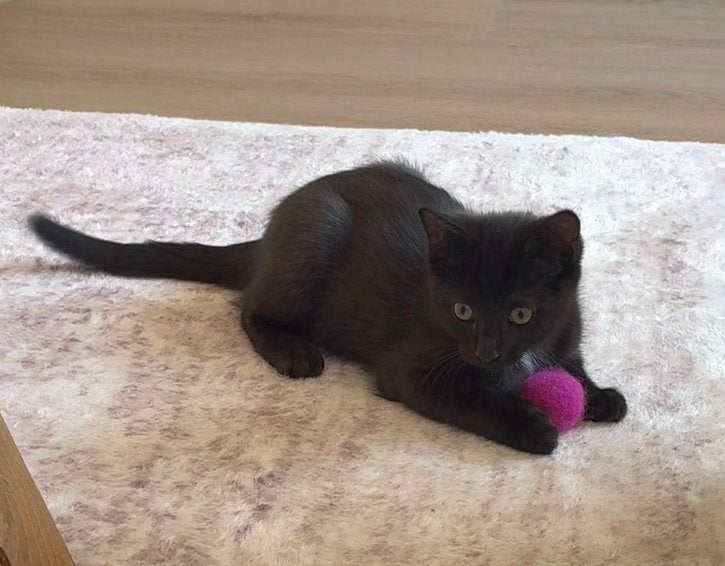 Prachtige Ragdoll x korthaar– Super sociaal & nieuwsgierig!, Kater, Ontwormd, 0 tot 2 jaar