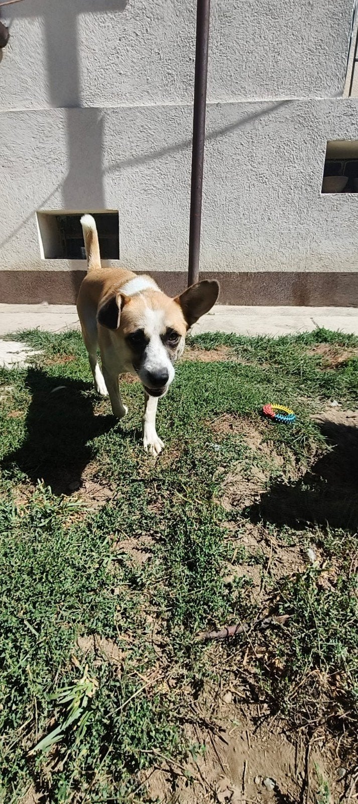 Elka is ter adoptie!, Handelaar, 1 tot 2 jaar, Buitenland, Teef