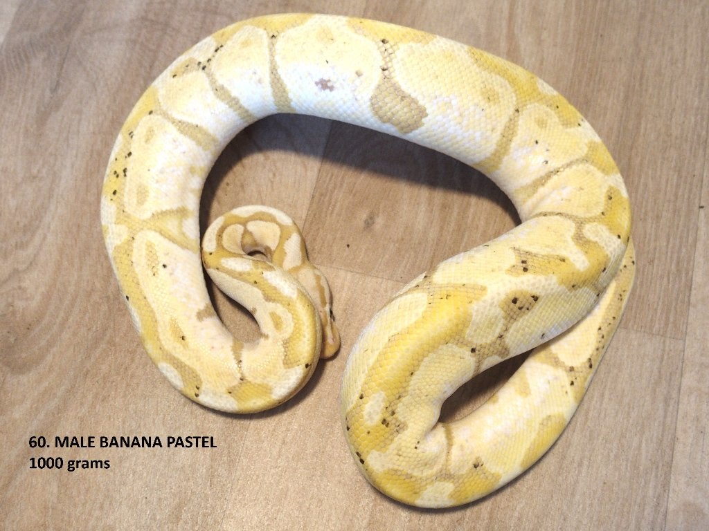 Koningspythons halfwas en volwassen kweekdieren deel 3 Ball Python photo 12