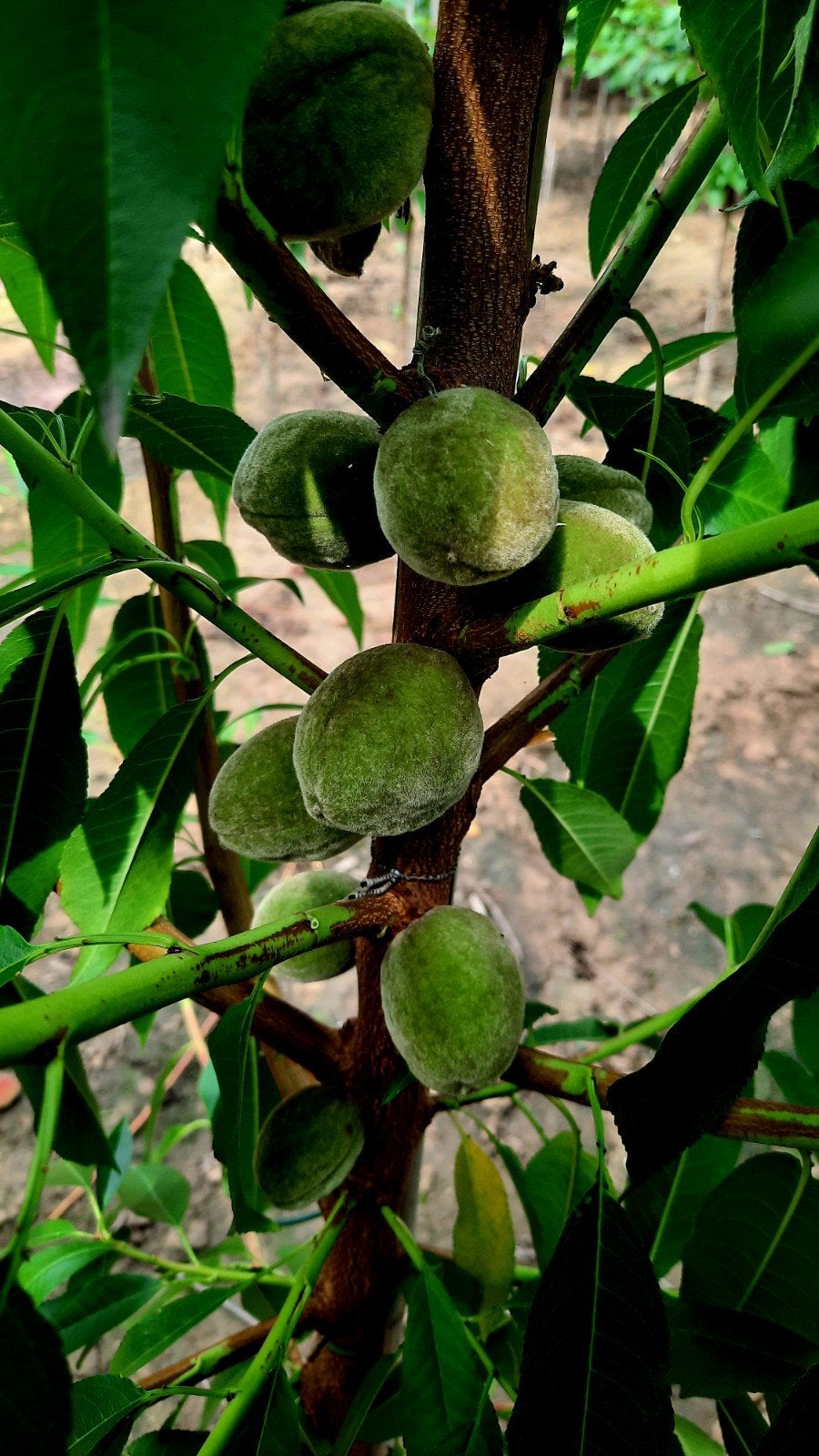 Prunus dulcis 'Robijn' Amandelboom🍀, Ophalen, Halfschaduw, Leiboom