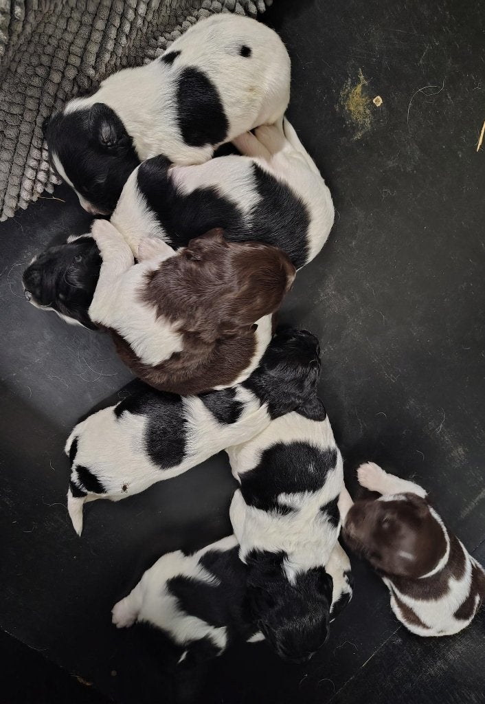 Prachtig Friese stabij pups, Overige rassen, 8 tot 15 weken, Meerdere, Meerdere dieren