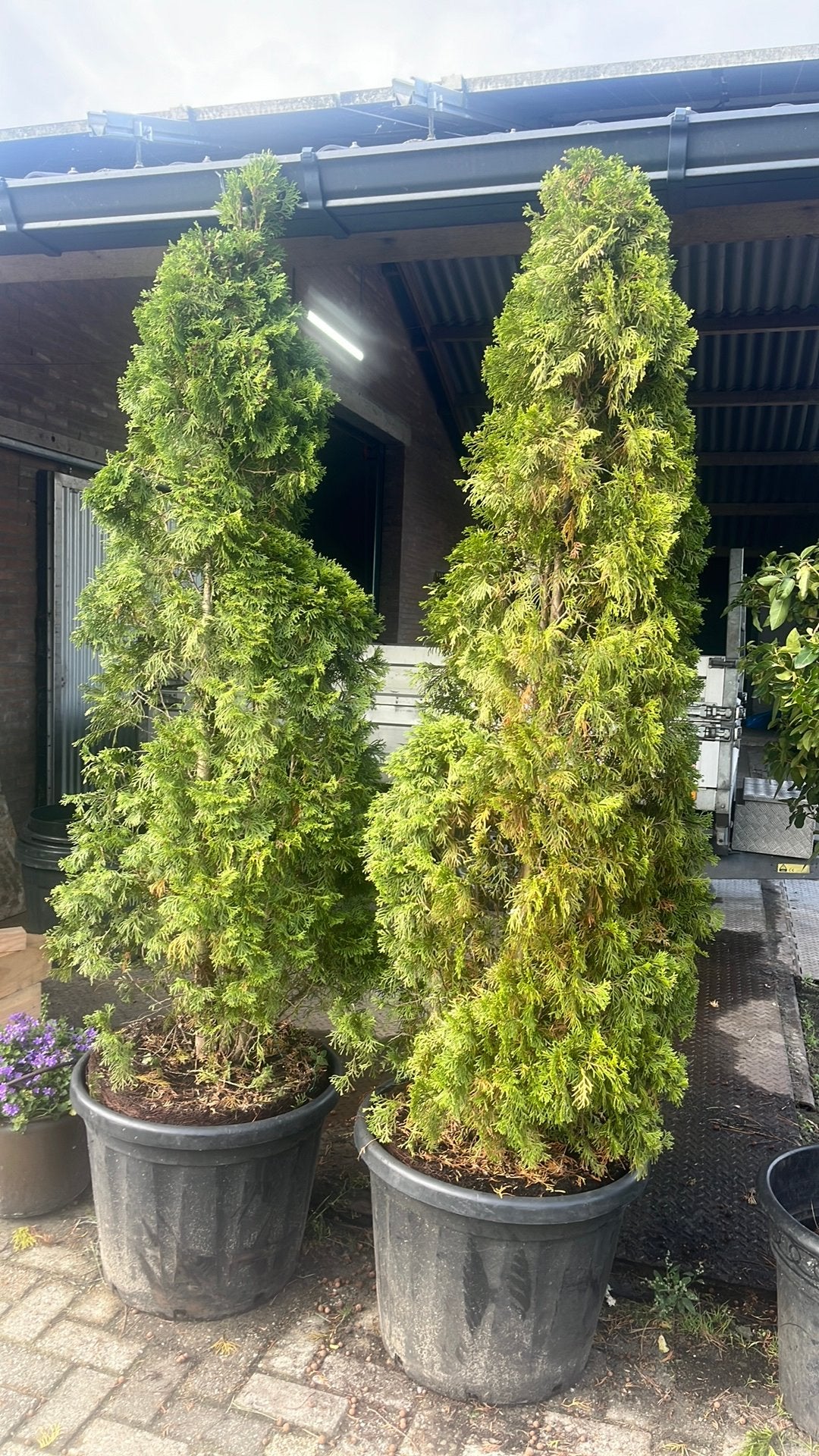 2x coniferen, Bloeit niet, Halfschaduw, Overige soorten, 100 tot 250 cm