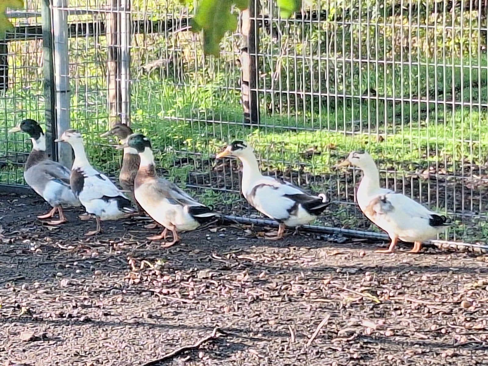 6 boeren eenden, Dieren en Toebehoren, Meerdere dieren, Eend