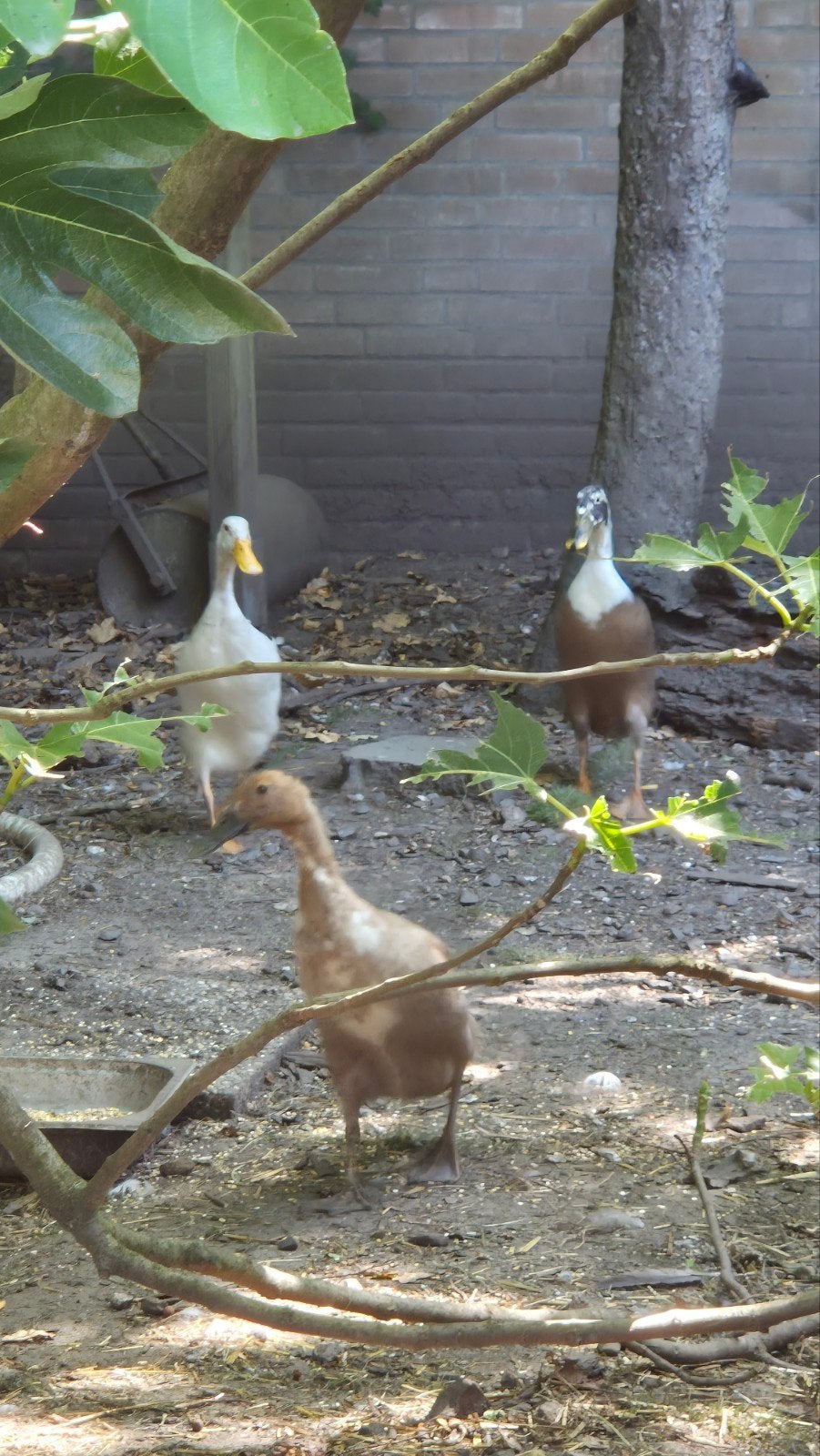 4 indische loopeenden, Meerdere dieren, Eend