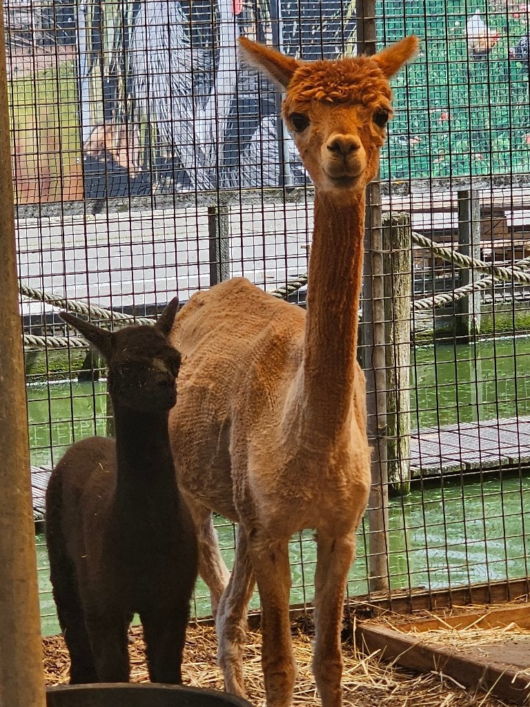 Alpaca | Moeder en Dochter | Cria 10 weken oud, Vrouwelijk, Schaap, 0 tot 2 jaar