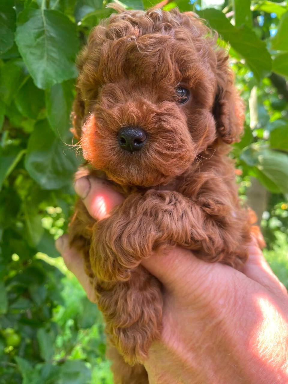 Toy poedel mini teefje, Dieren en Toebehoren, Poedel, 8 tot 15 weken, Teef, Parvo