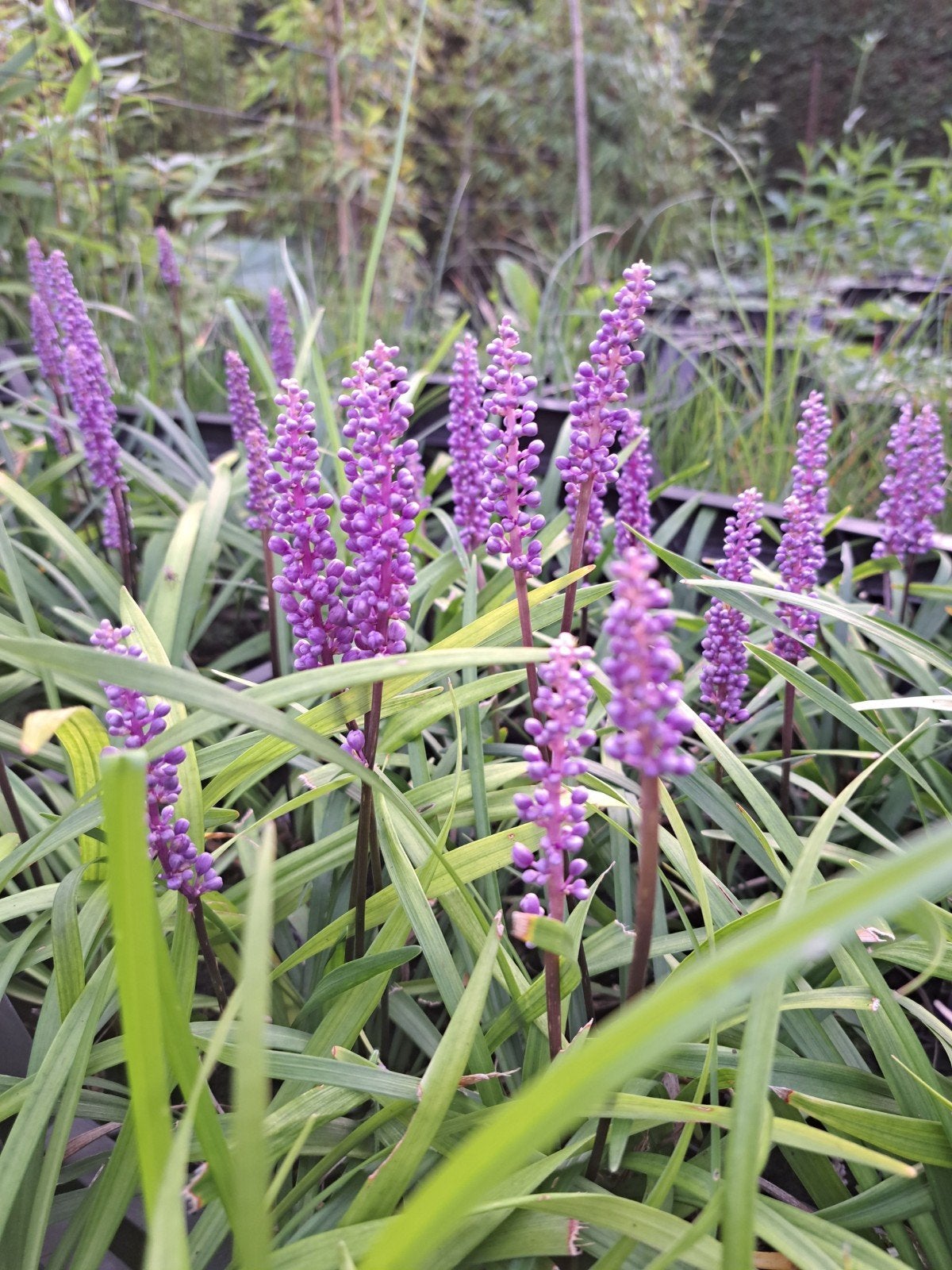 Paarse en witte Liriope grassen, Ophalen, Vaste plant, Siergrassen, Halfschaduw