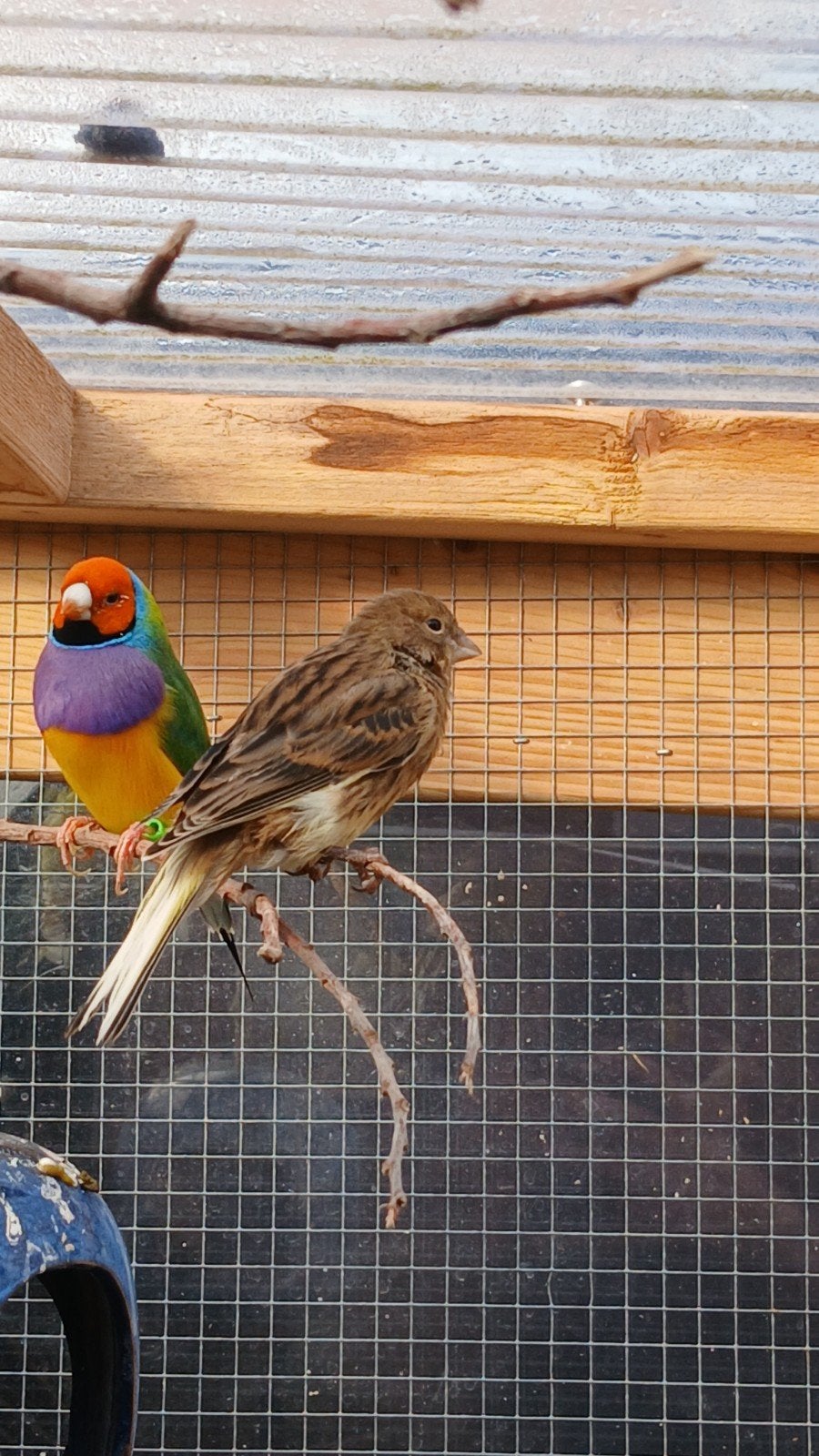 Kanarie, Dieren en Toebehoren, Vogels | Overige Vogels, Vrouwelijk, Tropenvogel