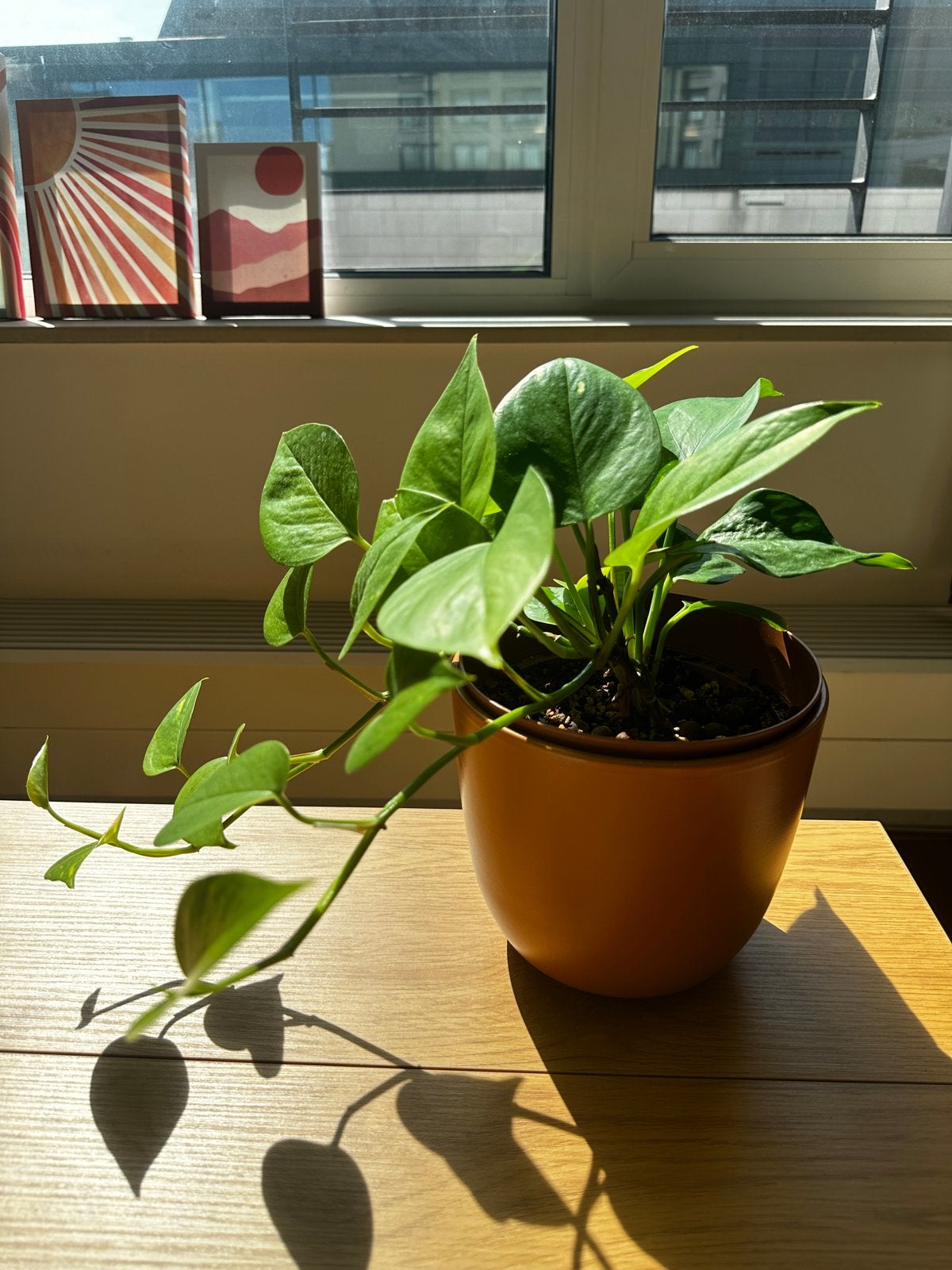 Medium sized Pothos plant, Ophalen, Overige soorten, Halfschaduw, In pot