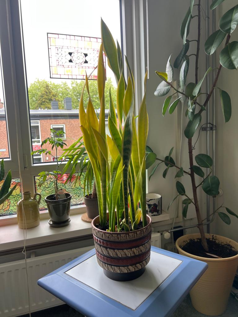 Sansevieria (Vrouwentong) - Grote en gezonde plant (- pot), Ophalen, 100 tot 150 cm, Overige soorten, Halfschaduw