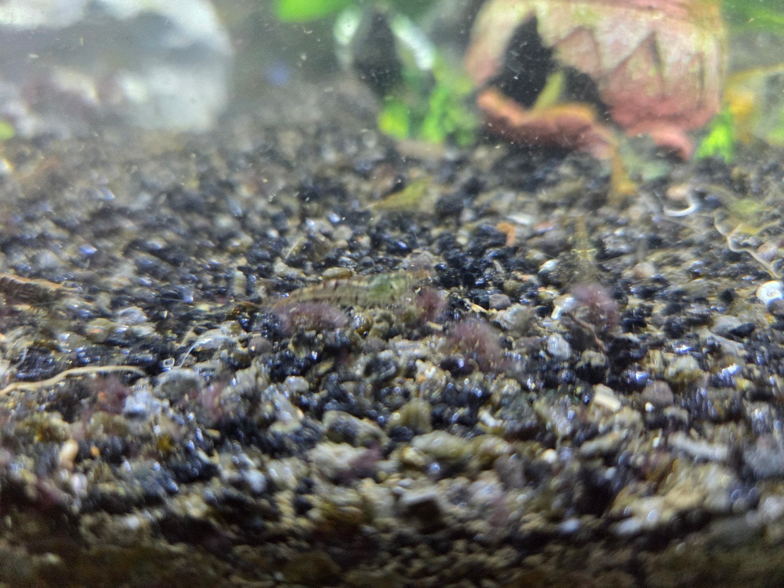 Neocardina zoetwater garnalen, Dieren en Toebehoren, Vissen | Aquariumvissen, Kreeft, Krab of Garnaal
