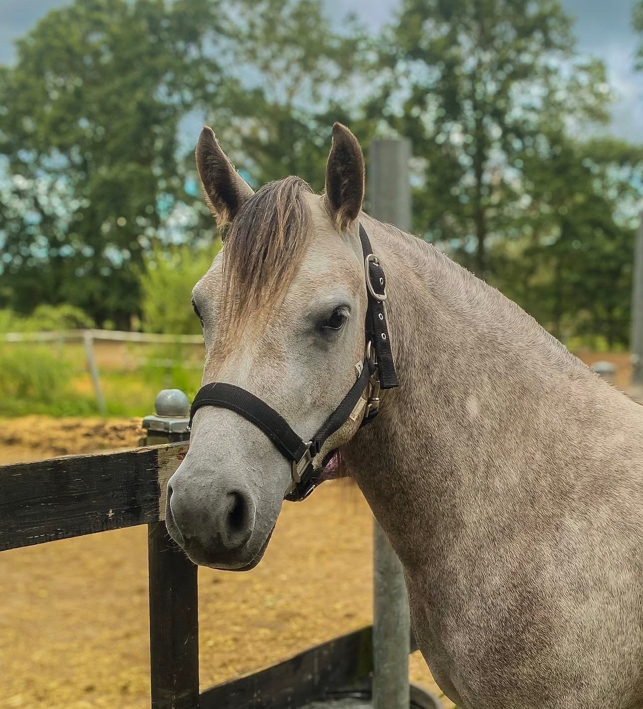 Onwijs coole c-pony!, Dieren en Toebehoren, Merrie, Springpony, 3 tot 6 jaar, C pony (1.27m tot 1.37m)