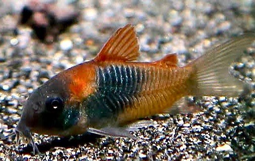 Corydora Orange Venezuela, Dieren en Toebehoren, Vis, Zoetwatervis, Schoolvis