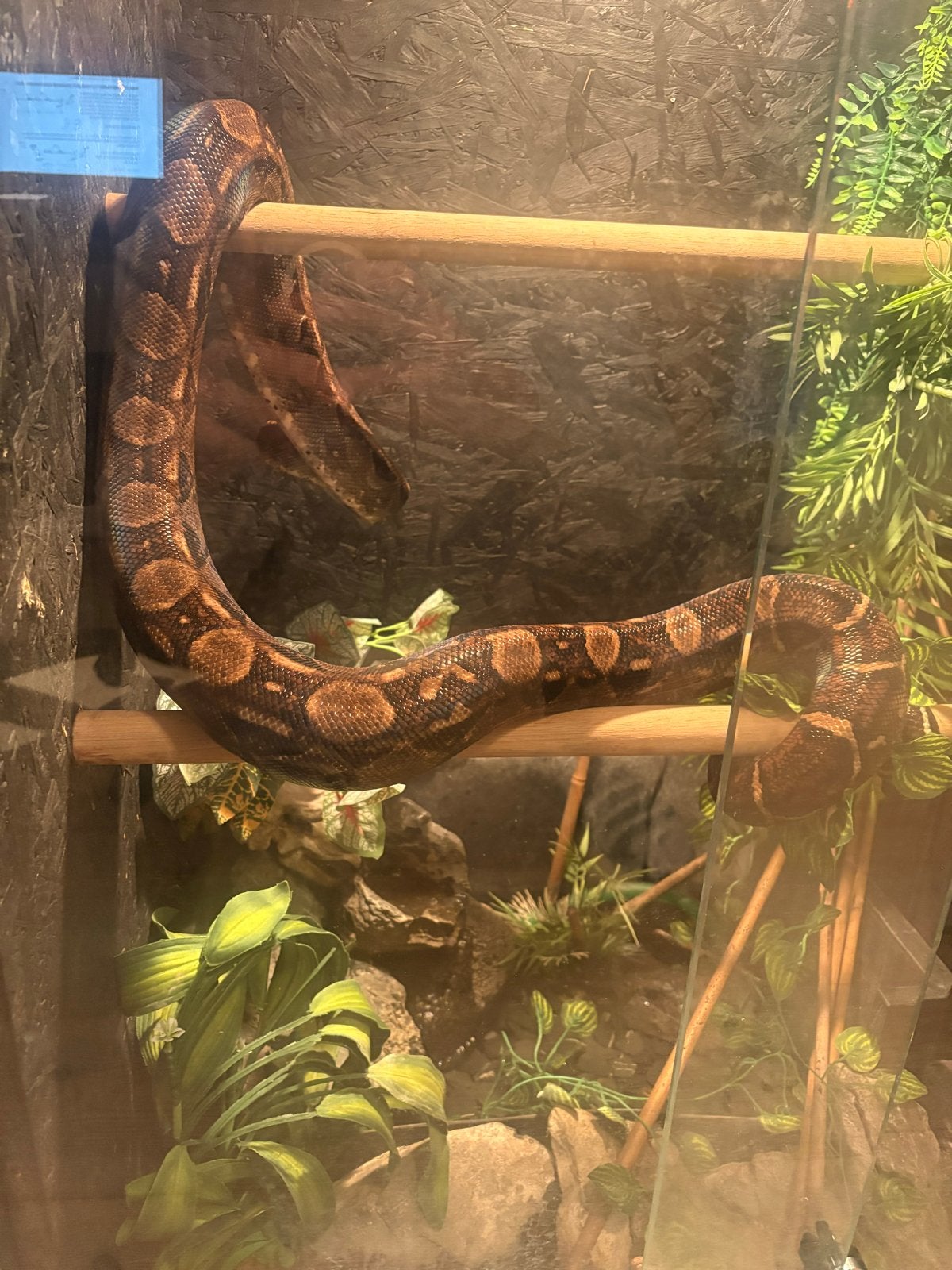 Boa constrictor imperator Boa Constrictor photo 5