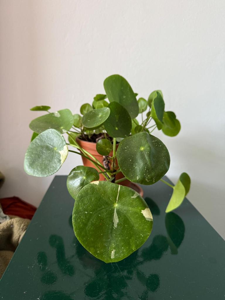 Pannenkoekplant Variegata - Unieke Gevlekte Pilea, Huis en Inrichting, Kamerplanten, Ophalen, Overige soorten, Halfschaduw, In pot