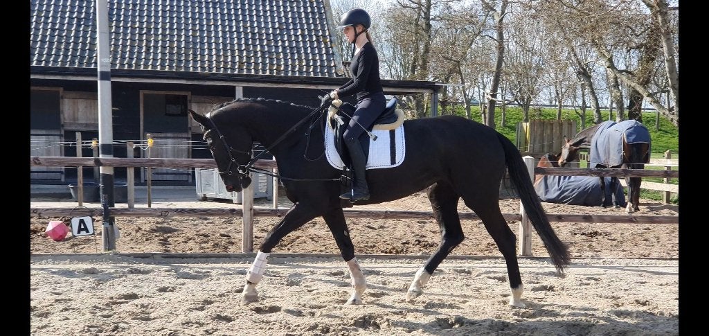 Knappe dressuurmerrie 4 jaar, Merrie, Met stamboom, Dressuurpaard, Zadelmak