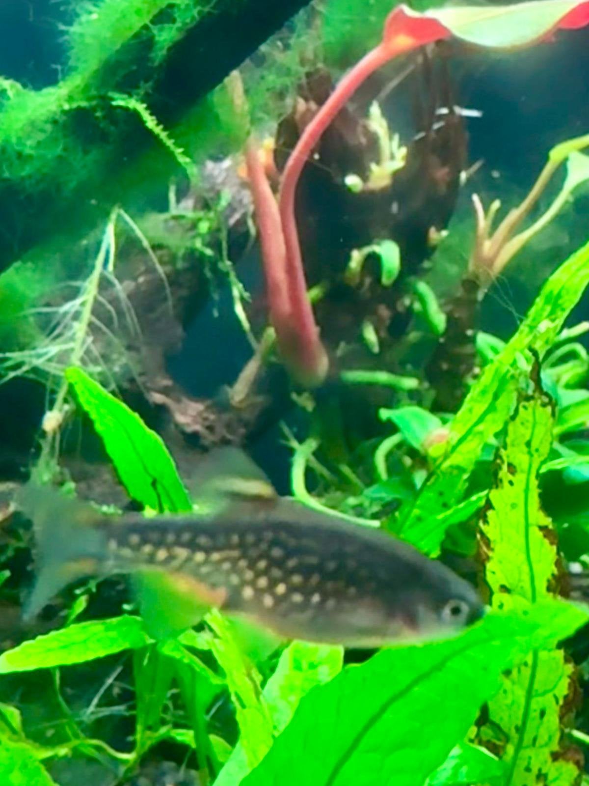 Celestial Pearl Danio / Galaxy Rasbora Danio Margaritatus, Dieren en Toebehoren, Vis, Zoetwatervis