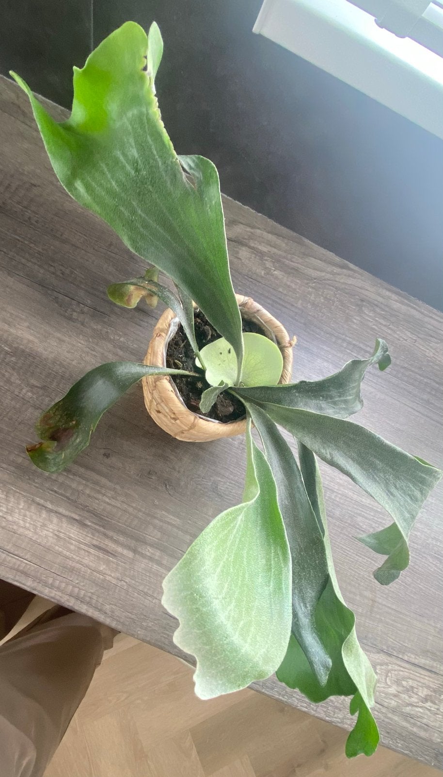 Hertshoornvaren - Platycerium, Overige soorten, Minder dan 100 cm, Groene kamerplant, Halfschaduw