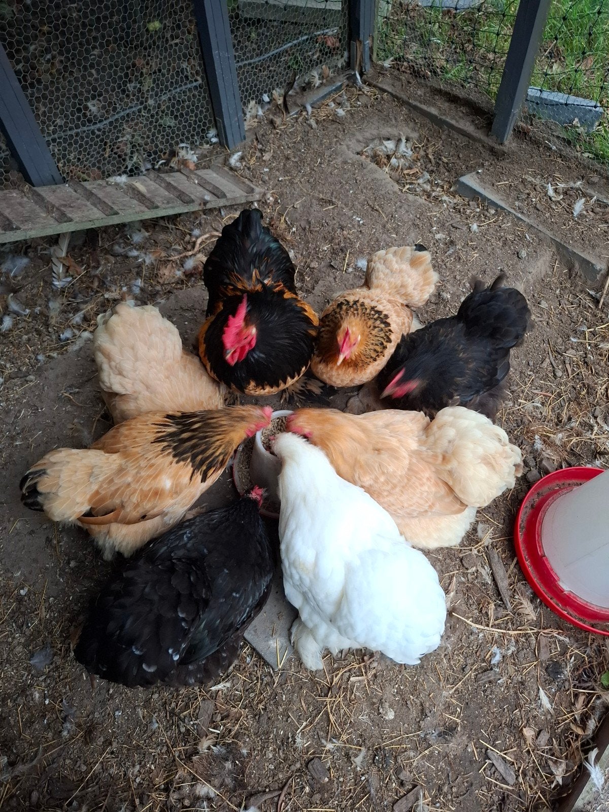Cochin kipjes, Dieren en Toebehoren, Vrouwelijk, Kip
