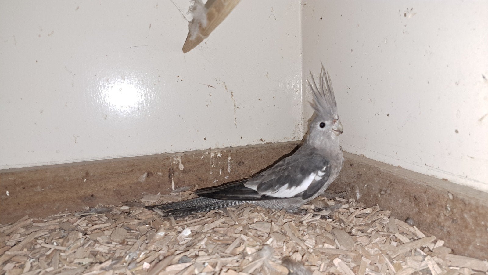 grijs geparelde valkparkiet, Dieren en Toebehoren, Vrouwelijk, Parkiet, Tam