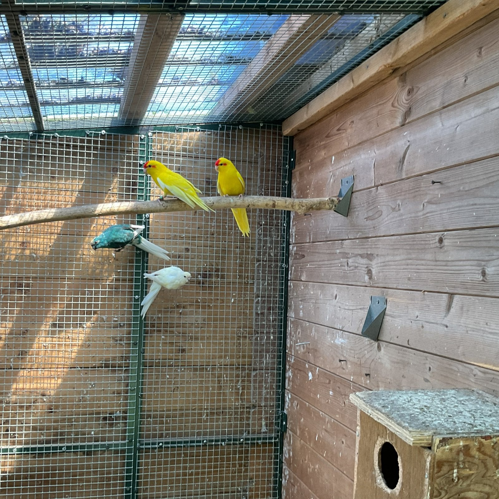 Te koop Kakariki’s, Meerdere dieren, Parkiet, Geringd