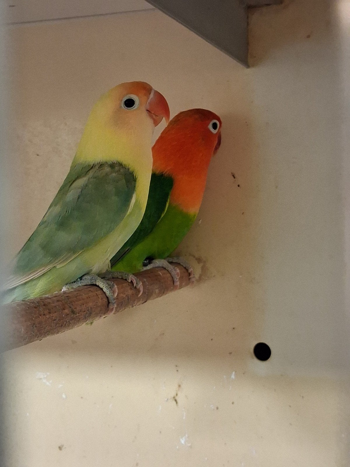 te koop 4 fischeri s, Meerdere dieren, Dwergpapegaai of Agapornis, Geringd