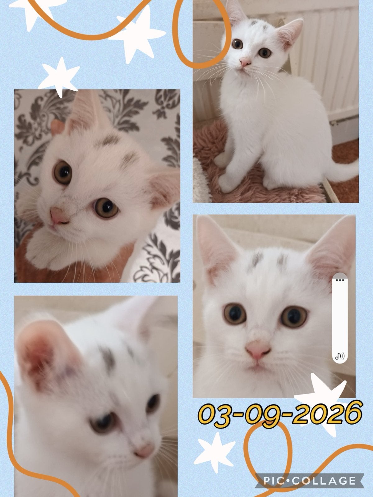 Britse korthaar X Khao Manee kitten (katertje)mag verhuizen!, Dieren en Toebehoren, Poes, Gechipt