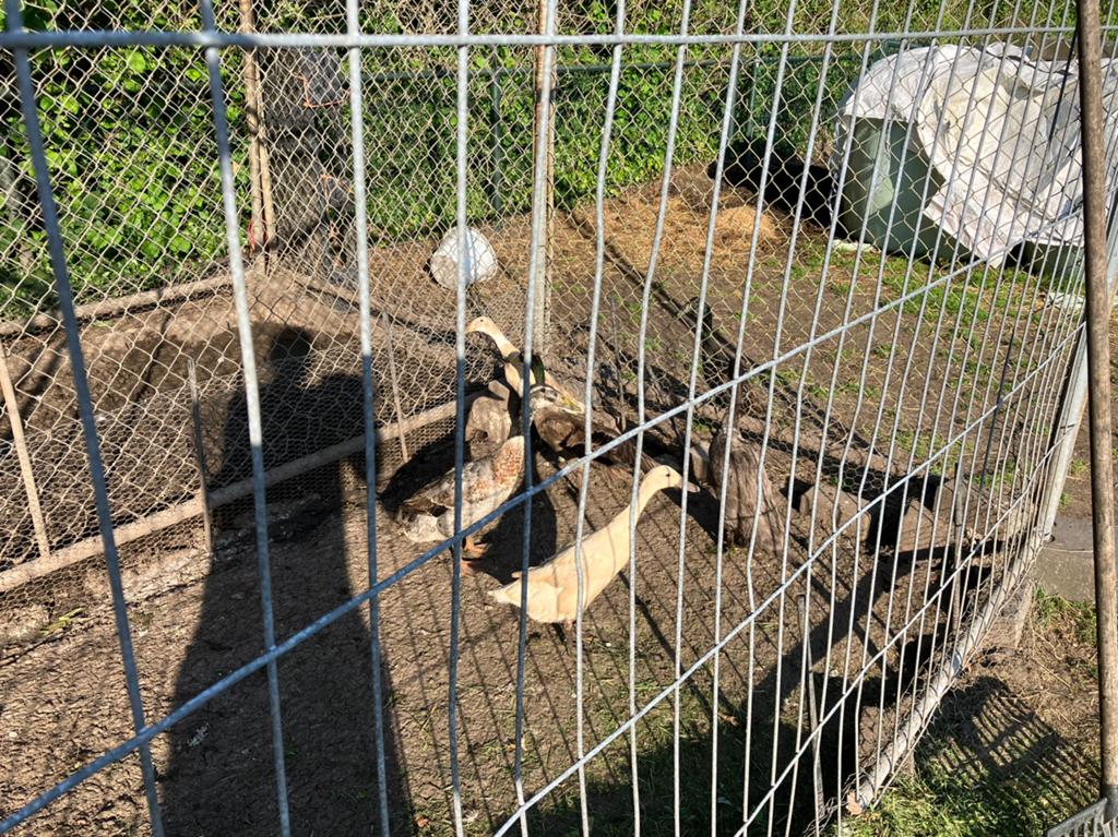En koppels Indische Loopeenden broedeieren, Dieren en Toebehoren, Pluimvee, Eend, Meerdere dieren
