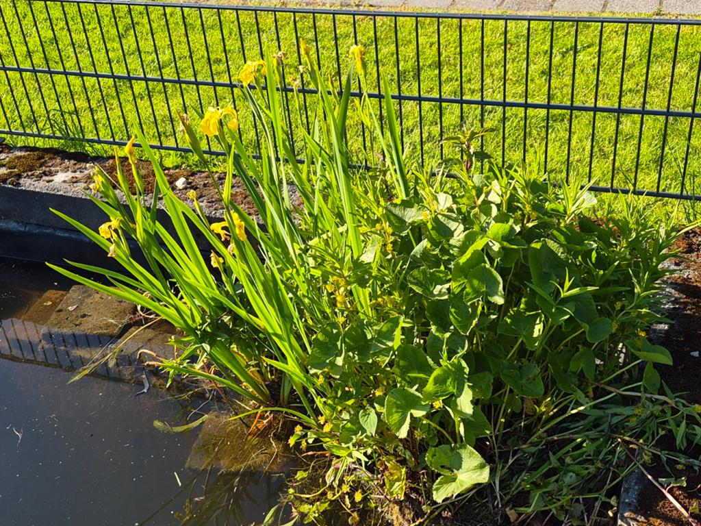 waterplanten voor vijver, Tuin en Terras, Ophalen, Gebruikt