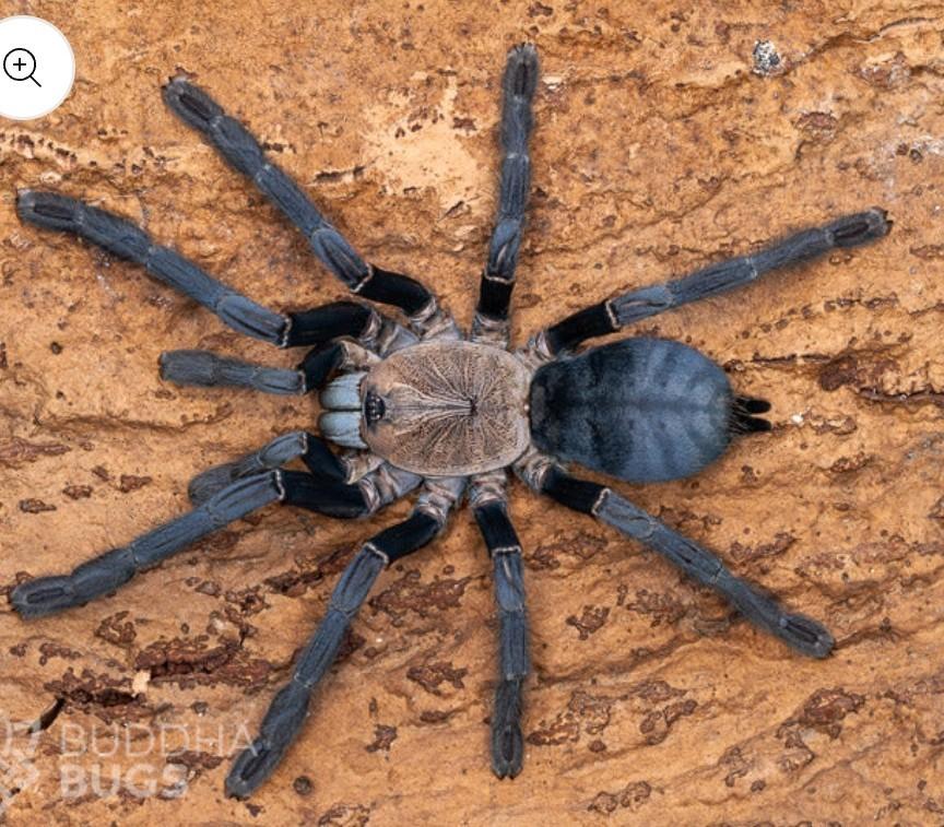 Phormingochilus hatihati,  Cyriopagopus sp. 'hati ha, Dieren en Toebehoren