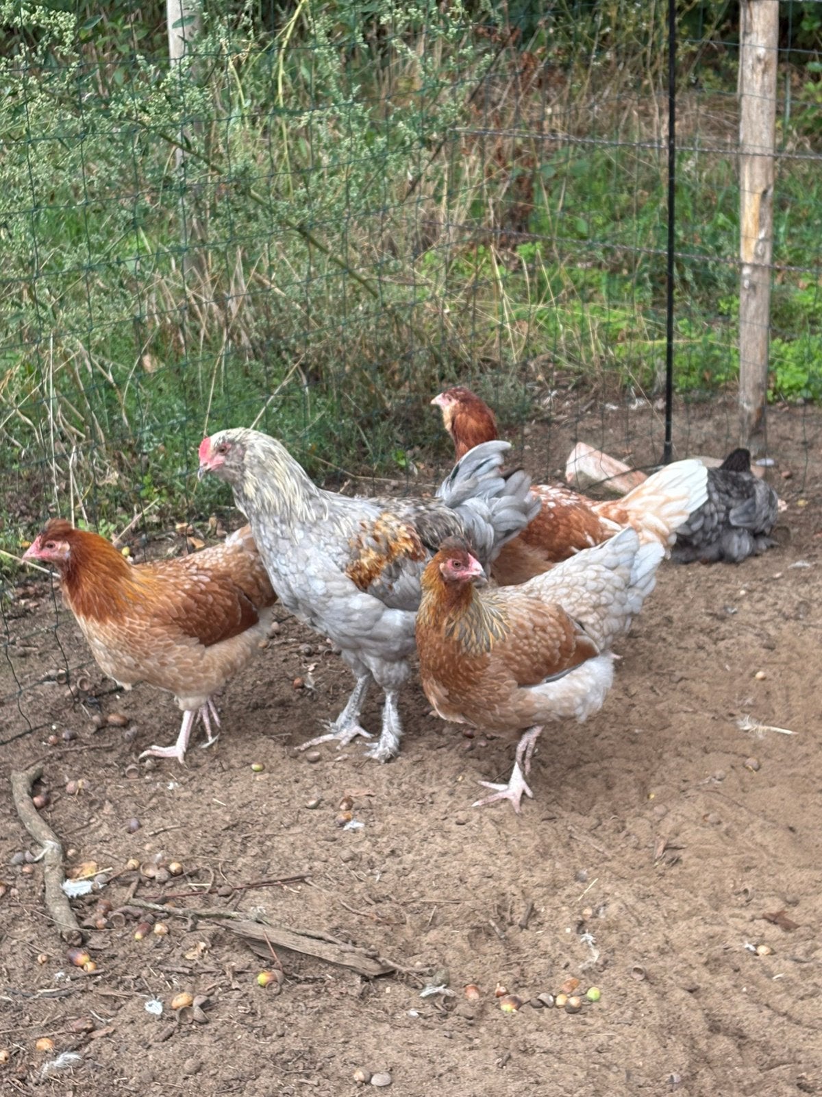 Groenlegger haan, Dieren en Toebehoren, Mannelijk, Kip