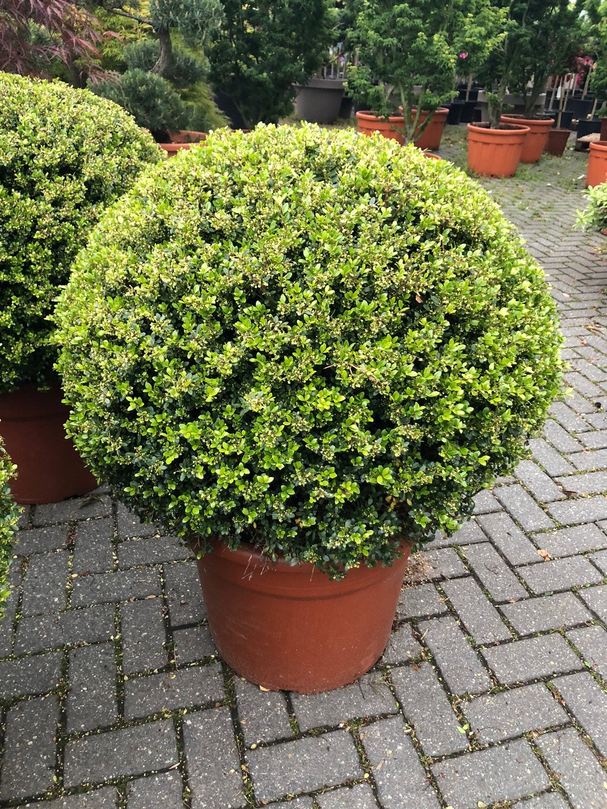 Ilex crenata bollen in grotere maten, Tuin en Terras, Ophalen, Hulst, Minder dan 100 cm