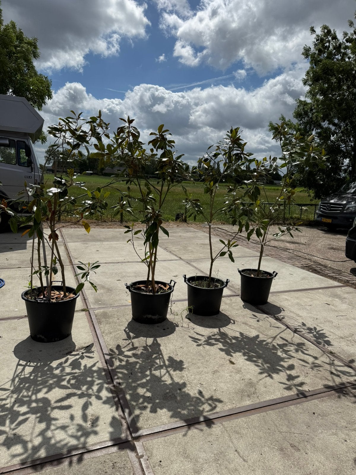 Grote magnolia little jenn komen sl vol in knop 150/175, Tuin en Terras, Planten | Fruitbomen, Overige soorten, 100 tot 250 cm