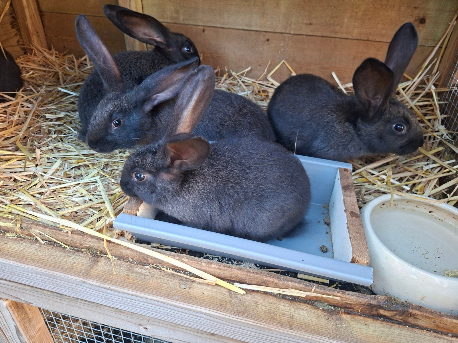 Vlaamse reuzen  9 weken, Meerdere dieren, Groot